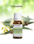 Eucalyptus Lemon-Scent | P-E23