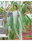 Eucalyptus Lemon-Scent | P-E23