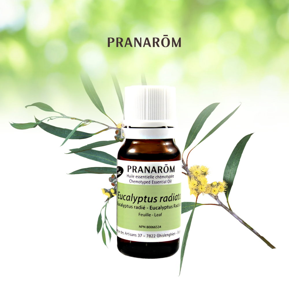 Eucalyptus radié | P-E26