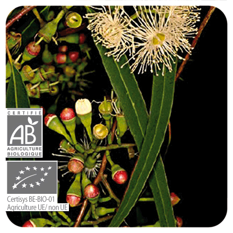 Eucalyptus radié | P-E26