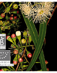 Eucalyptus radié | P-E26