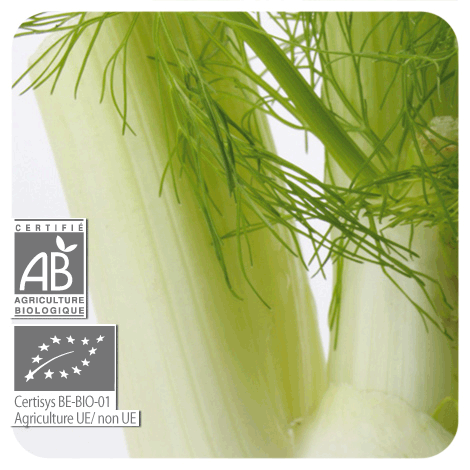 Fennel | P-E28