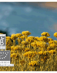 Immortelle | P-E30
