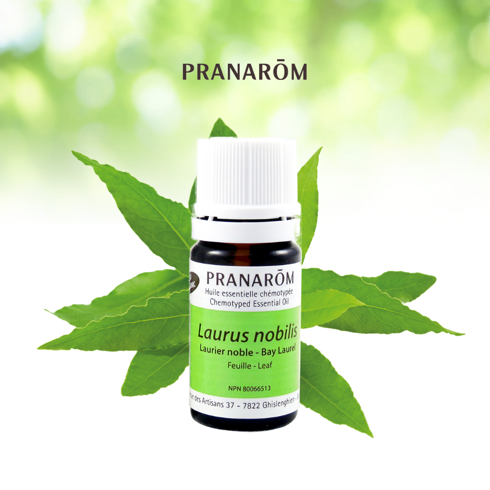 Laurier noble | P-E33