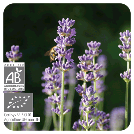 Lavande aspic | P-E36