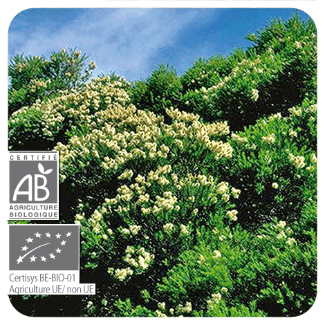 Tea Tree | P-E38