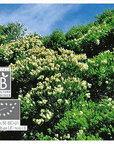 Tea Tree | P-E38