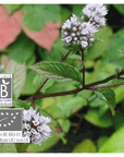 Peppermint | P-E41