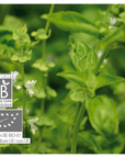Basilic | P-E43