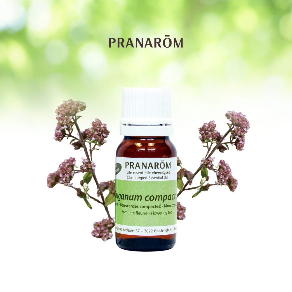 Moroccan Oregano | P-E44