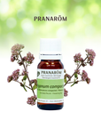 Moroccan Oregano | P-E44