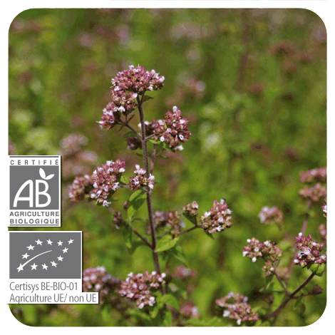 Moroccan Oregano | P-E44