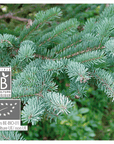 Black Spruce | P-E47