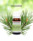 Scots Pine | P-E48
