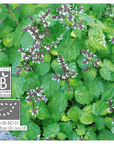Patchouli | P-E49