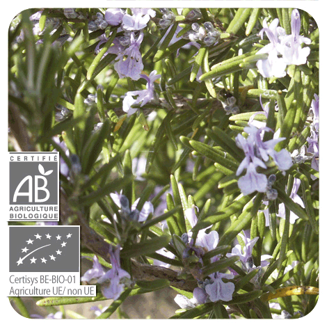 Rosemary Camphor | P-E51