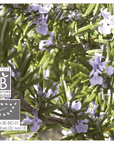 Rosemary Camphor | P-E51