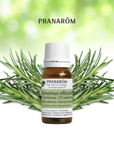 Rosemary Verbenone | P-E53
