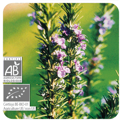 Rosemary Verbenone | P-E53
