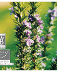 Rosemary Verbenone | P-E53