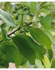 Santal jaune (10% pré-diluée) | P-E56
