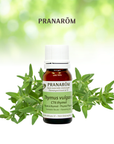 Thymus à thymol | P-E59