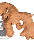 Ginger | P-E62