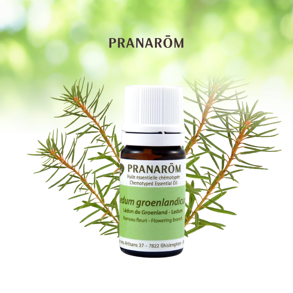 Lédon du Groenland | P-E69