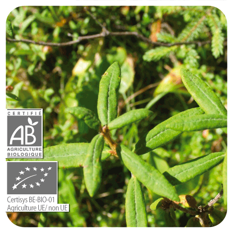 Lédon du Groenland | P-E69