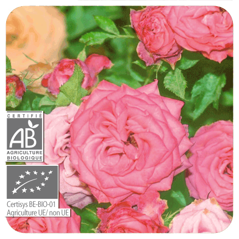 Rose | P-E78
