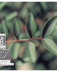 Lentisque pistachier | P-E79