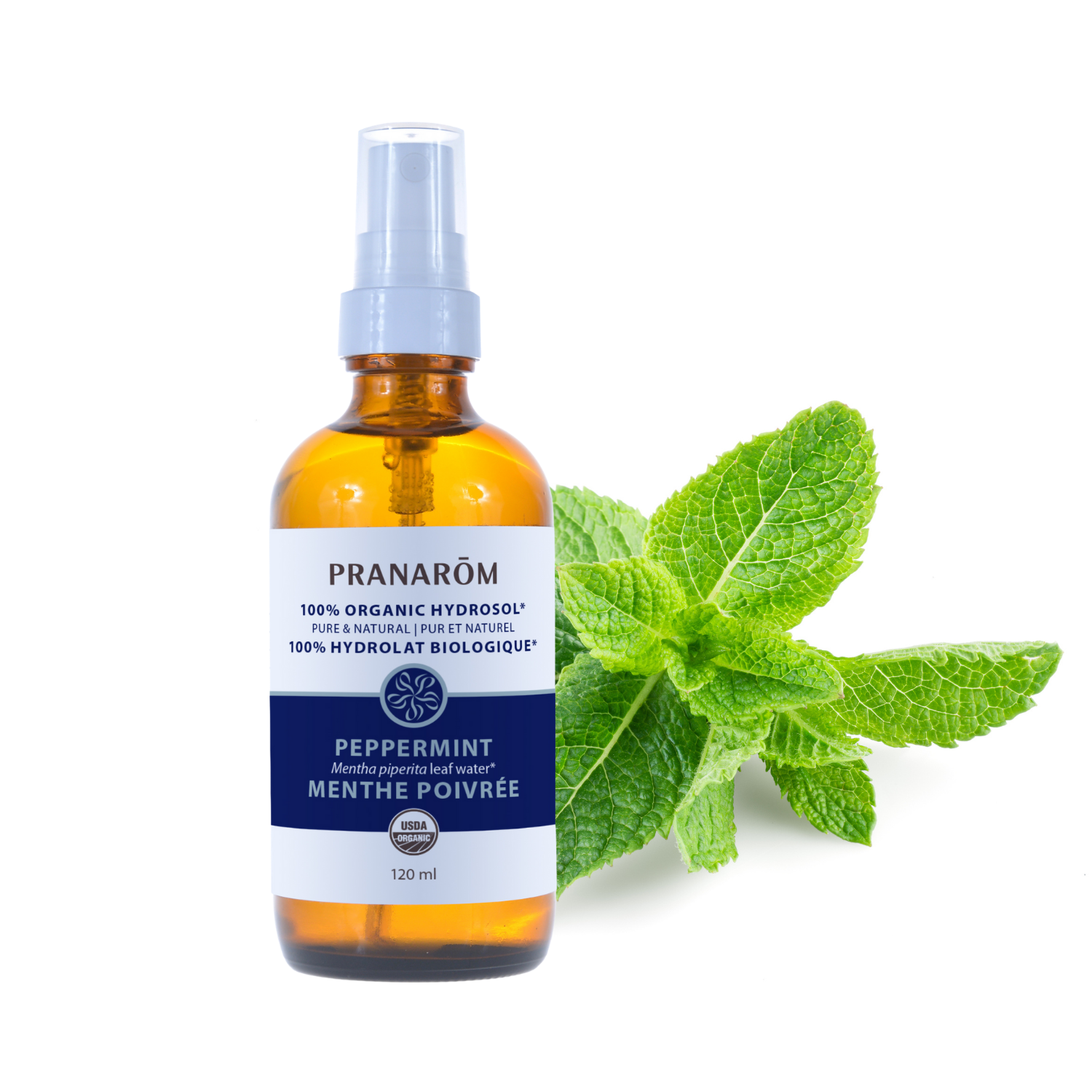 Peppermint Hydrosol | P-HMPO