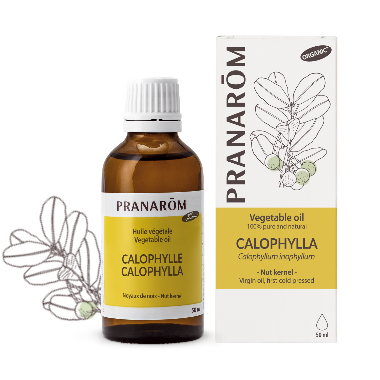 Calophylle | P-HV06