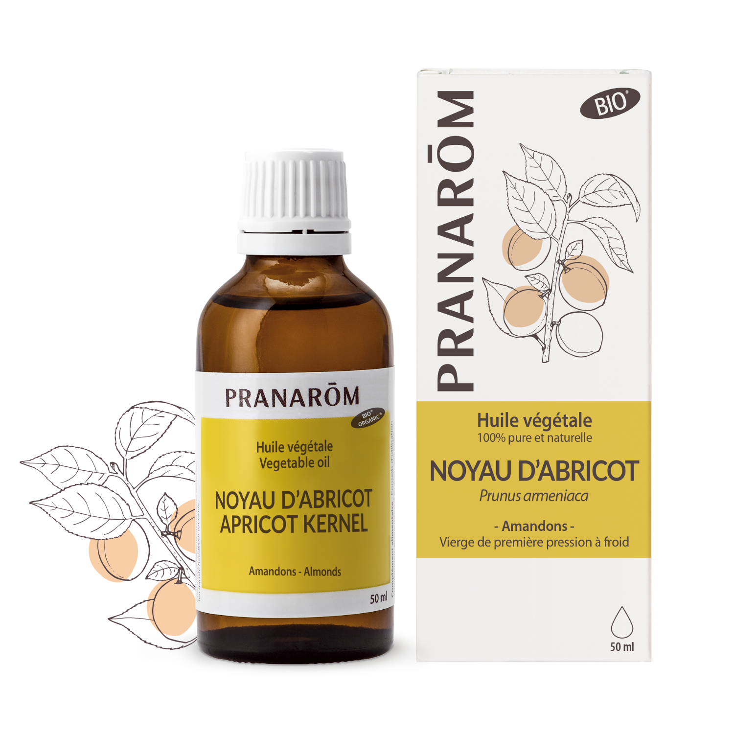 Noyau d’abricot | P-HV15