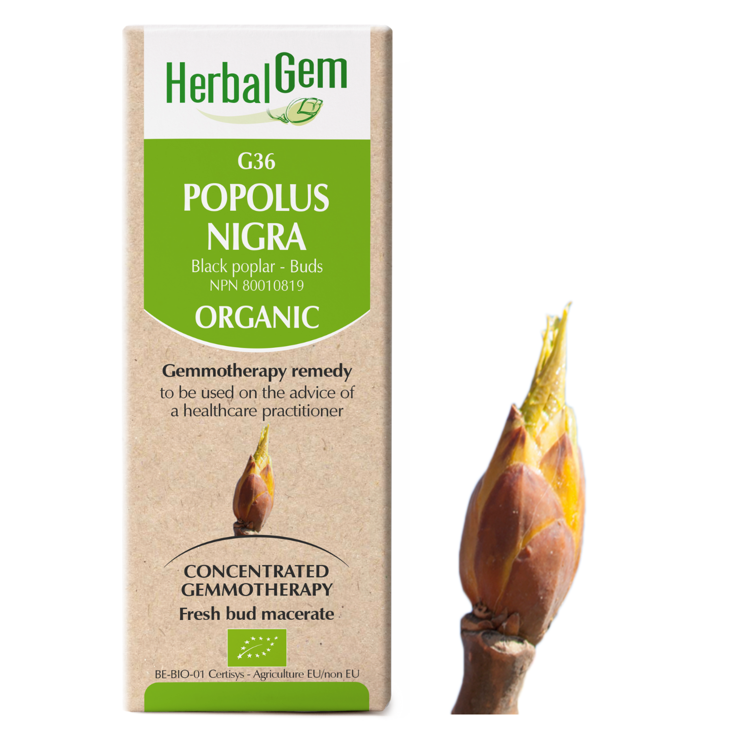 Populus nigra (Peuplier) G36