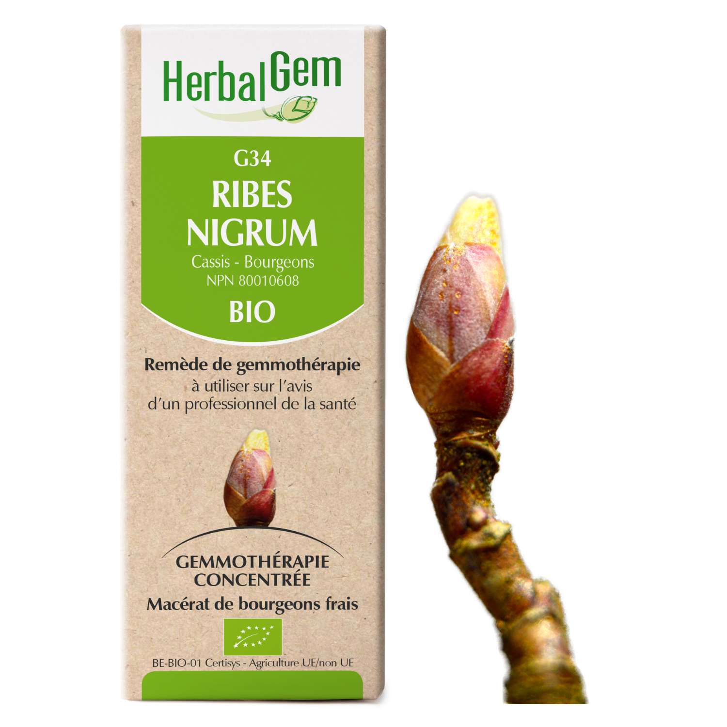 Ribes nigrum (Cassis) G34