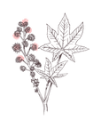 Castor Oil | P-HV19