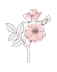 Rose musquée | P-HV16