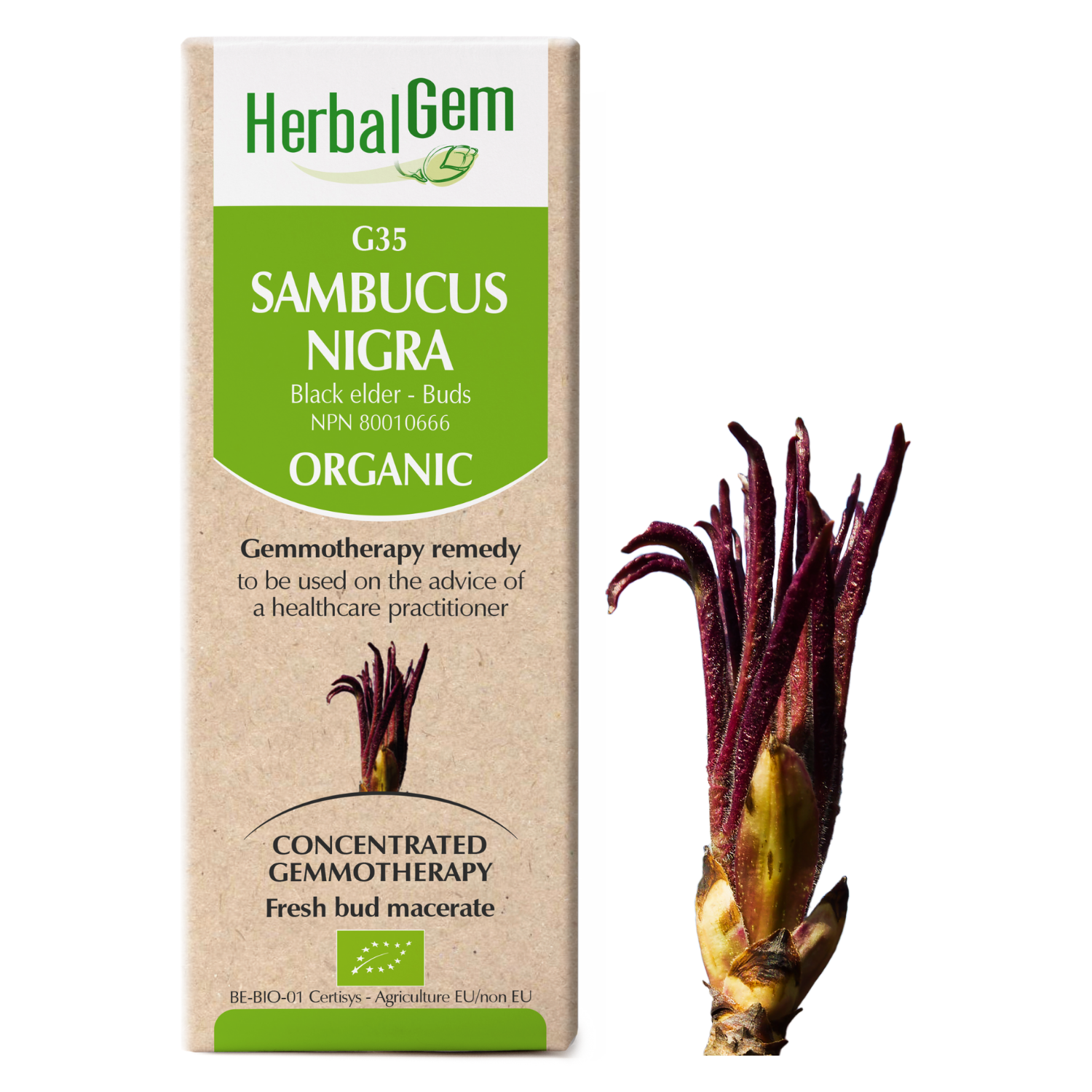 Sambucus nigra (Black elder) G35