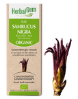 Sambucus nigra (Sureau) G35