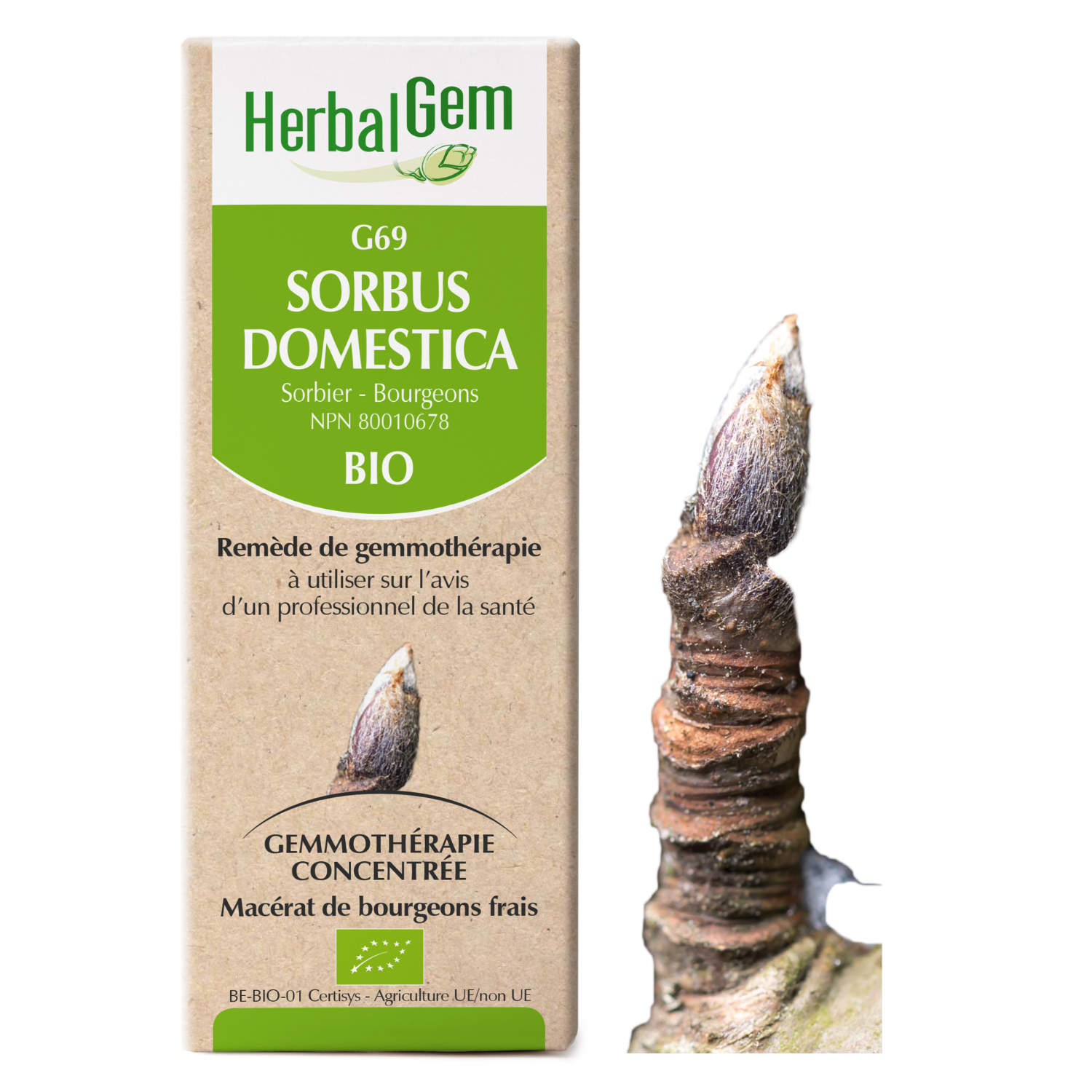 Sorbus domestica (Sorbier) G69