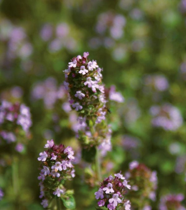 Thyme Thujanol | P-E74