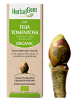 Tilia tomentosa (Linden tree) G59