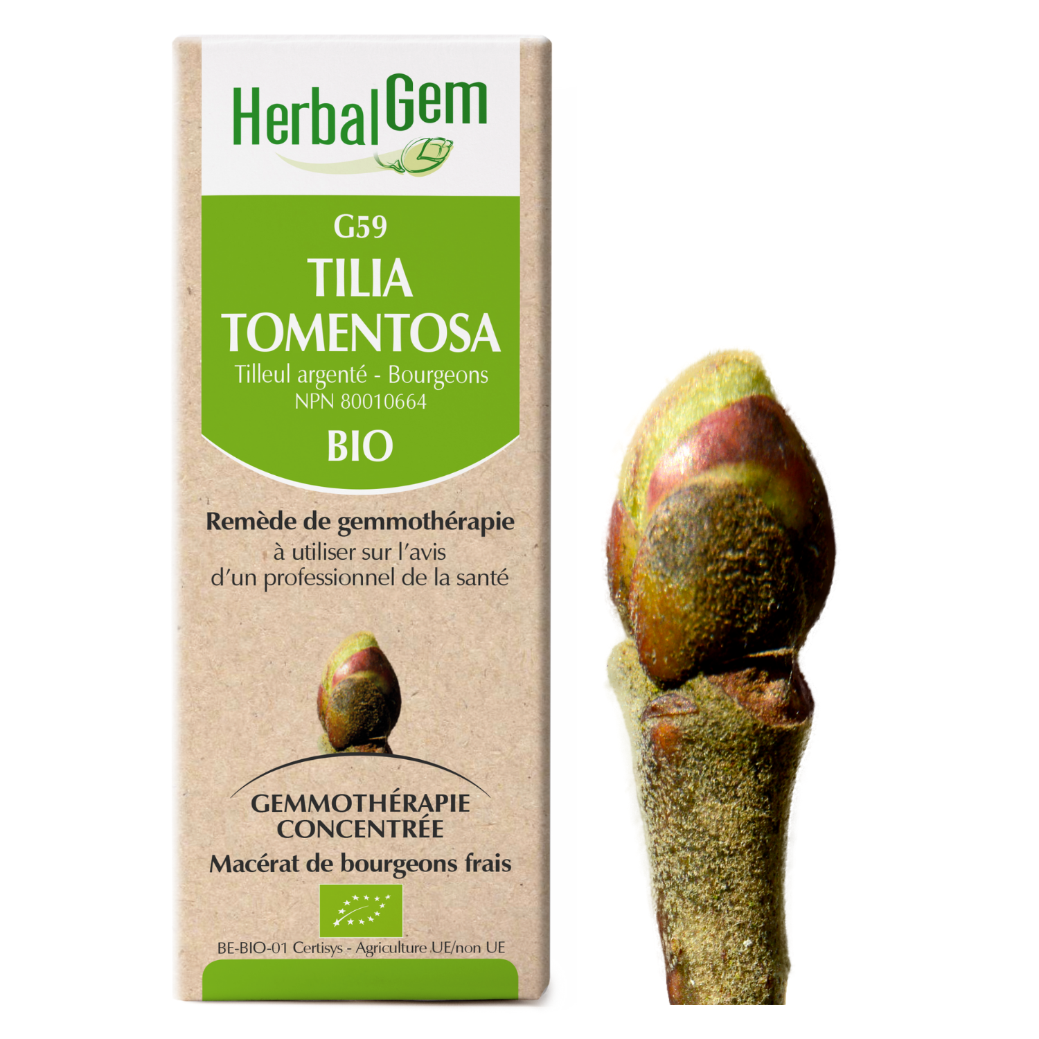 Tilia tomentosa (Tilleul) G59