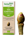 Tilia tomentosa (Linden tree) G59