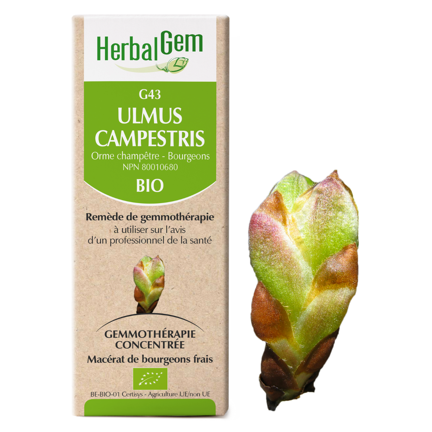 Ulmus campestris (Orme champêtre) G43
