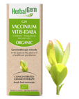 Vaccinium vitis-idaea (Airelle) G39