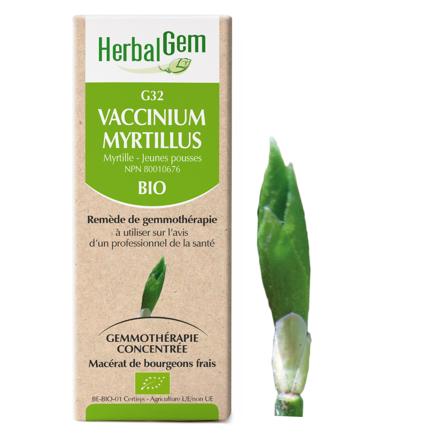 Vaccinium myrtillus (Myrtillier) G32