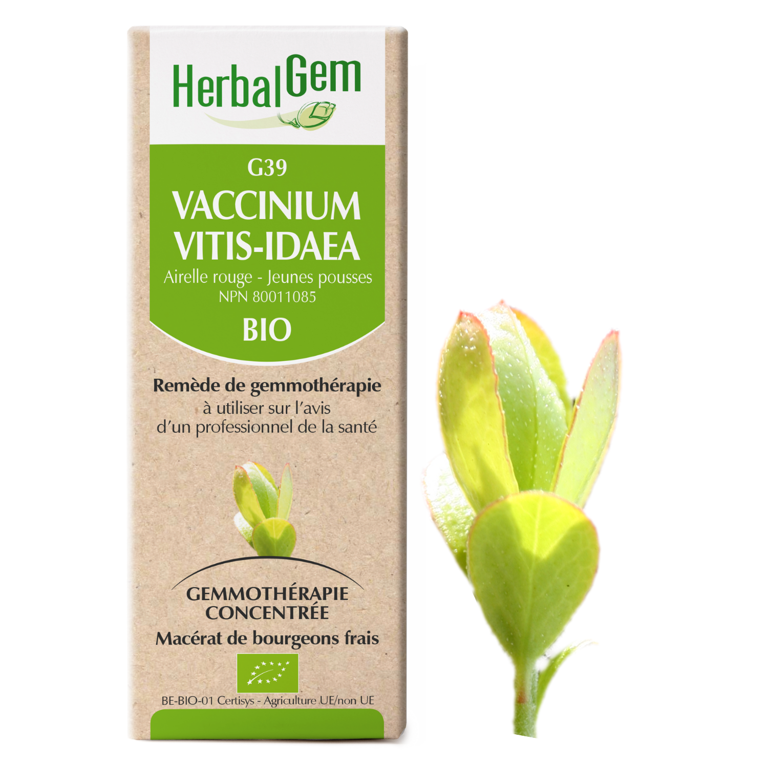 Vaccinium vitis-idaea (Airelle) G39