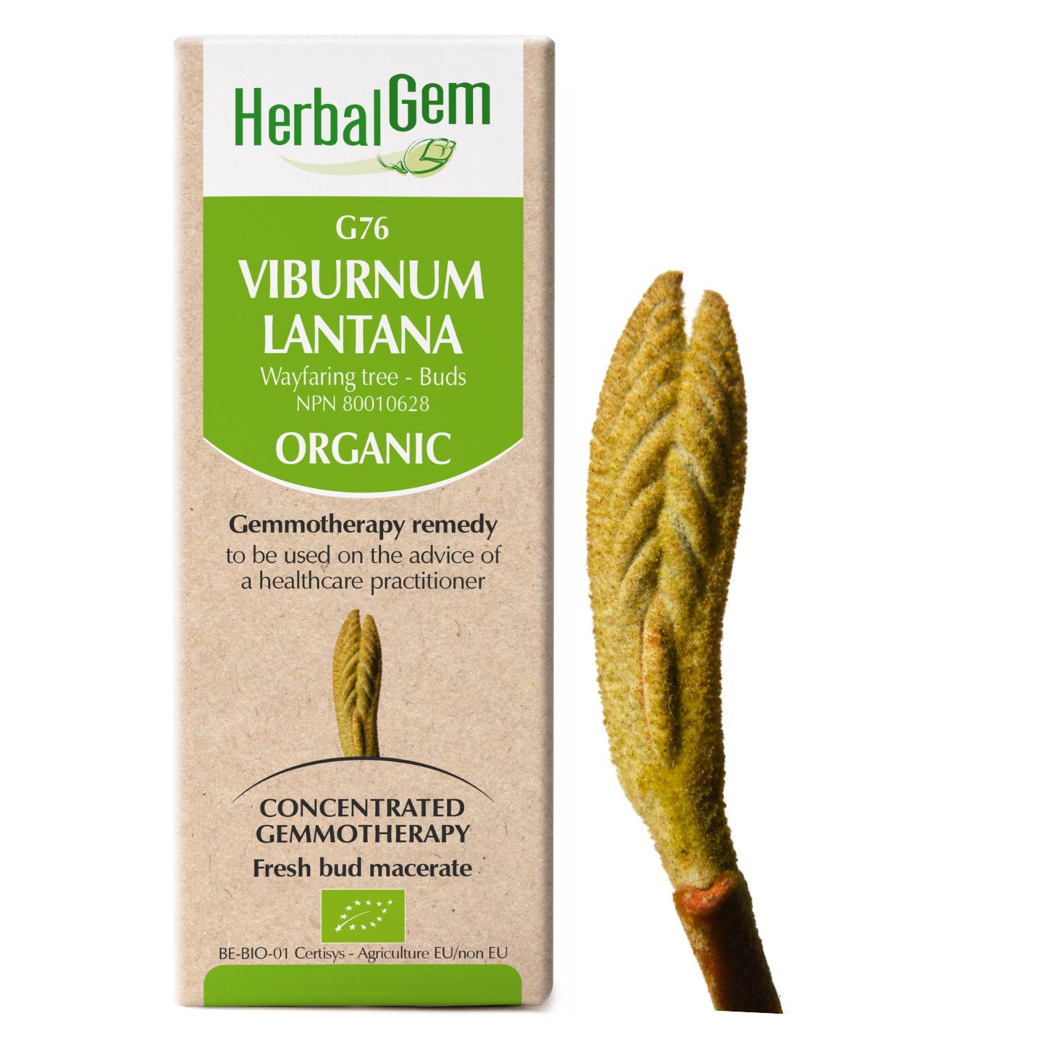 Viburnum lantana (Wayfaring-tree) G76